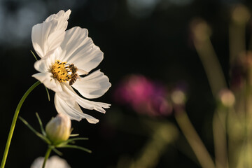 Close-up of a bee collecting nectar on a white flower with a blurred natural background © Carismarkus