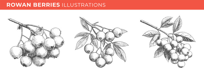 Set illustrations of rowan berries isolated on transparent background. Vector illustration