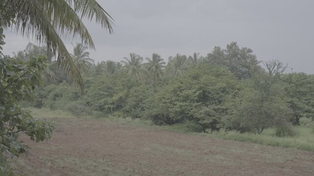 Slow motion rainfall with clouds and forest landscape Log Footage v2
