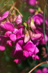 Obraz premium Beautiful blooming pink vicia flowers in the rustic garden