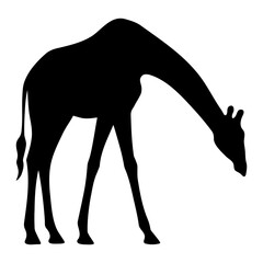 Giraffe silhouette bending down to eat