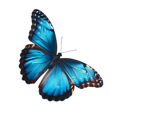 Beautiful blue butterfly in full body close-up portrait on white background,PNG