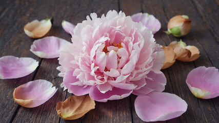 Decaying Flower Petals Surrounding a Central Bloom as a Visual Metaphor for Aging and the Passage of Time