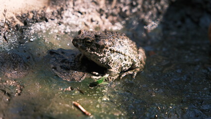 frog in the water