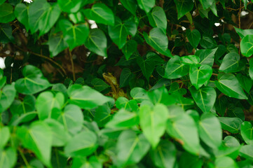 Camouflaged lizard hiding in dense leafy tree in Puerto Rico