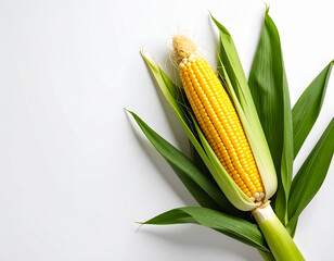 Freshly harvested corn on the cob with green leaves against a clean white background