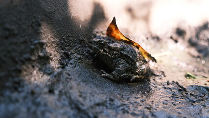 fire in the fireplace