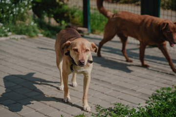 Domestic dogs run around in the yard. Mestizo dogs looking at the camera. Non-pedigreed pets are friendly and well-groomed.