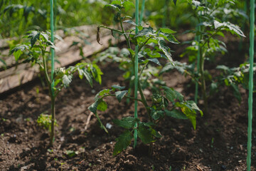 Tomato seedlings. Beds in the garden. Seedlings of various types of tomatoes. Growing homemade tomatoes in the country.