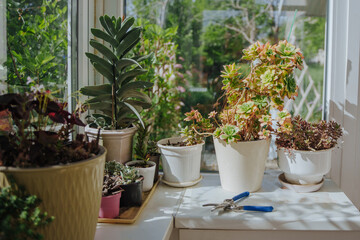 Indoor plants on a white bedside table. Large veranda with panoramic windows and indoor plants. Care and pruning of succulents.