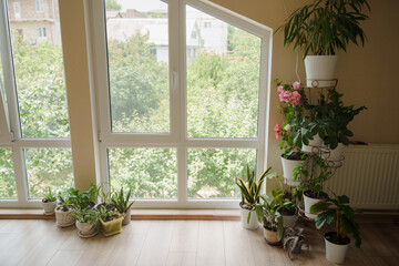 Interior with indoor plants and large floor-to-ceiling windows. Attic floor in the house. Landscaping of apartments. Ficuses, ferns, sansiveria, craton, climbing plants.