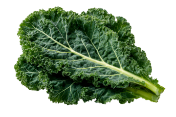 Fresh green kale leaves isolated against a transparent background showcasing crispness