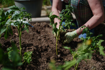 Tomato seedlings in the summer cottage. Horticulture. Working with the earth in gloves. Plant...