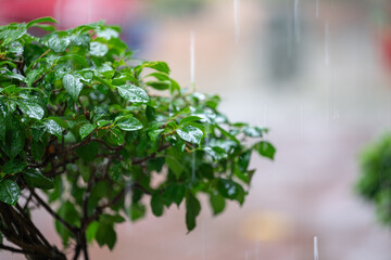 Green Leaves in the Rain: A Serene and Refreshing Scene
