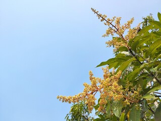 Mango flowers and leaves with clear blue sky background 