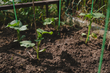 Cucumber seedlings in the garden in a country house. Growing cucumbers in the country. Beds with...