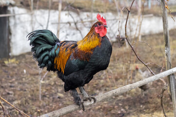 A magnificent rooster with a bright red comb and colorful plumage, standing on a wooden perch against a rural farmyard background, demonstrating a proud posture