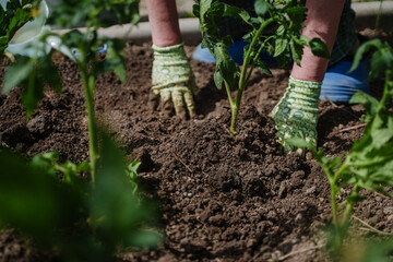 Planting tomatoes in the garden. Seedlings of tomatoes and cucumbers. Work with the land. Summer in the country. A woman's gloved hands are picking at the ground.