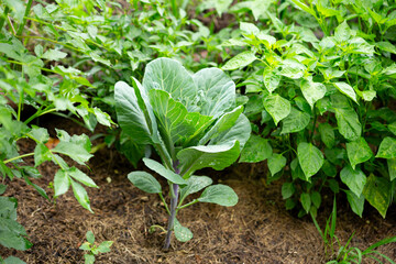 Cabbage grows in a bed in the garden