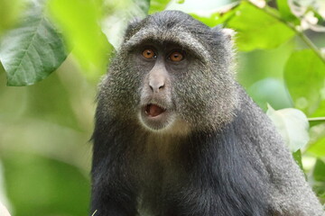 ブルーモンキー