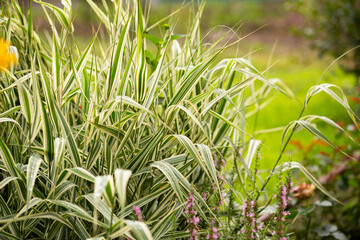 Variegated ornamental grass in the garden, a beautiful plant in a flowerbed
