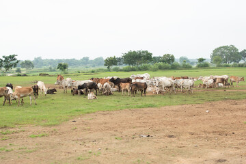 A large herd of cows gathers peacefully on a green field bordered by trees under a cloudy sky. The...