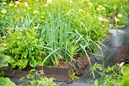 a beautiful vegetable garden with wooden beds and vegetables and flowers growing in them close up