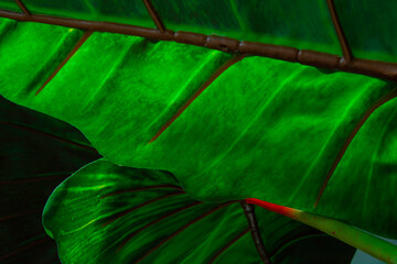 Close up shot of a vibrant green plastic leaf. Leaf surface macro , shallow DOF.
