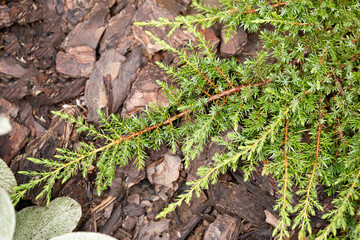 Green juniper on a flowerbed close up