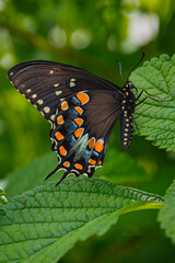 Spicebush Swallowtail Butterfly