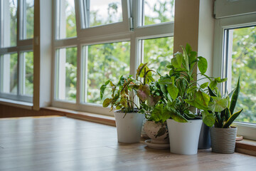 Indoor plants stand on the floor near the window. Singoniums, Sansiveria and other plant species. Large floor-to-ceiling windows in a private house.