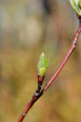 Wedding cake tree branch with new leaves - Latin name - Cornus controversa Candlelight