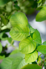 Hybrid gallic rose leaves - Latin name - Rosa galica Versicolor