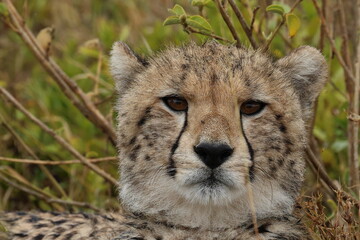 チーター　cheetah with prey