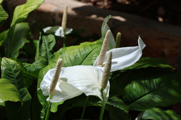 Blooming Spathiphyllum flower, Mallorca.