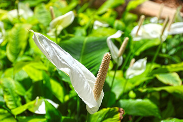 Blooming Spathiphyllum flower, Mallorca.