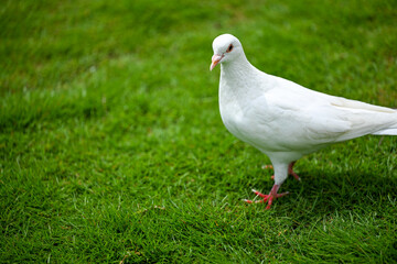 A White Dove Standing on Green Grass
