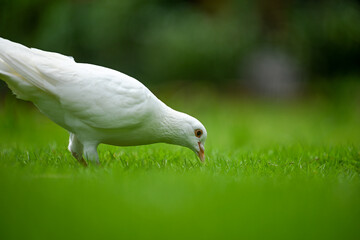 A White Dove Feeding on the Green Grass