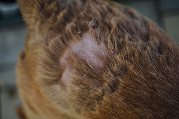 There is no piece of hair on the back of a dog, Eczema in a red dog. Hair loss in a domestic dog. Skin disease in a pet.