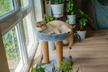A ginger cat lies on a scratching post under the window and among indoor plants. Home environment. The kitten is of the British breed.