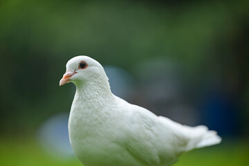 A Pure White Dove Standing Out Against a Blurred Green Background