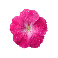 Fresh Pink Flower with Water Droplets on Petals, Close-Up View with Natural Beauty and Vibrant Colors