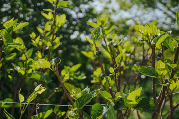 Fig branches with green fruits. Fig ripening. Orchard.
