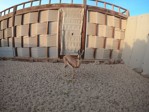 Arabian gazelle (Gazella arabica) is a species of gazelle from the Arabian Peninsula. There are approximately 5,000 – 7,000 mature individuals in the wild. It is now synonymous with Gazella erlange