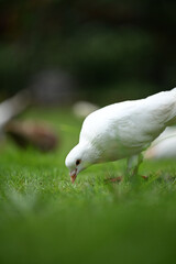 A White Dove Feeding on the Green Grass in a Serene Environment