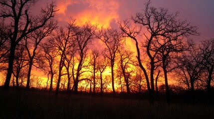 Naklejka premium Silhouette trees at vibrant sunset