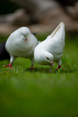 Two White Doves Foraging on a Lush Green Lawn