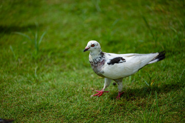 A White Pigeon Standing on the Green Grass