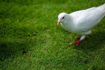 A White Dove Standing on the Green Grass