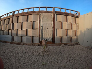 Arabian gazelle (Gazella arabica) is a species of gazelle from the Arabian Peninsula. There are approximately 5,000 – 7,000 mature individuals in the wild It is now synonymous with Gazella erlange